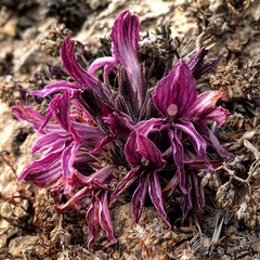 Aphyllon californicum californicum