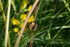 Bombus distinguendus
