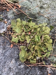 Lasallia pensylvanica