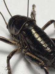 Cyphoderris