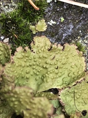 Lasallia pensylvanica