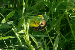 Bombus distinguendus