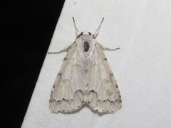 Acronicta innotata