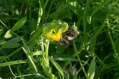 Bombus distinguendus