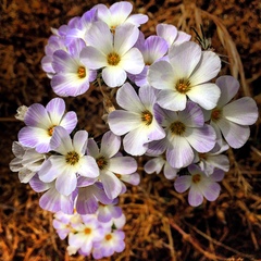 Leptosiphon grandiflorus