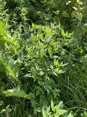 Orbexilum onobrychis