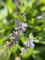 Orbexilum onobrychis