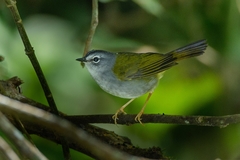 Myiothlypis leucoblephara