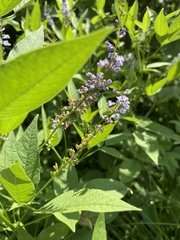 Orbexilum onobrychis