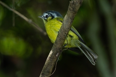 Pogonotriccus eximius