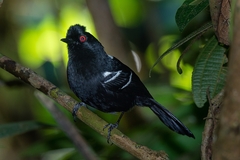 Pyriglena leucoptera