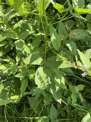 Orbexilum onobrychis