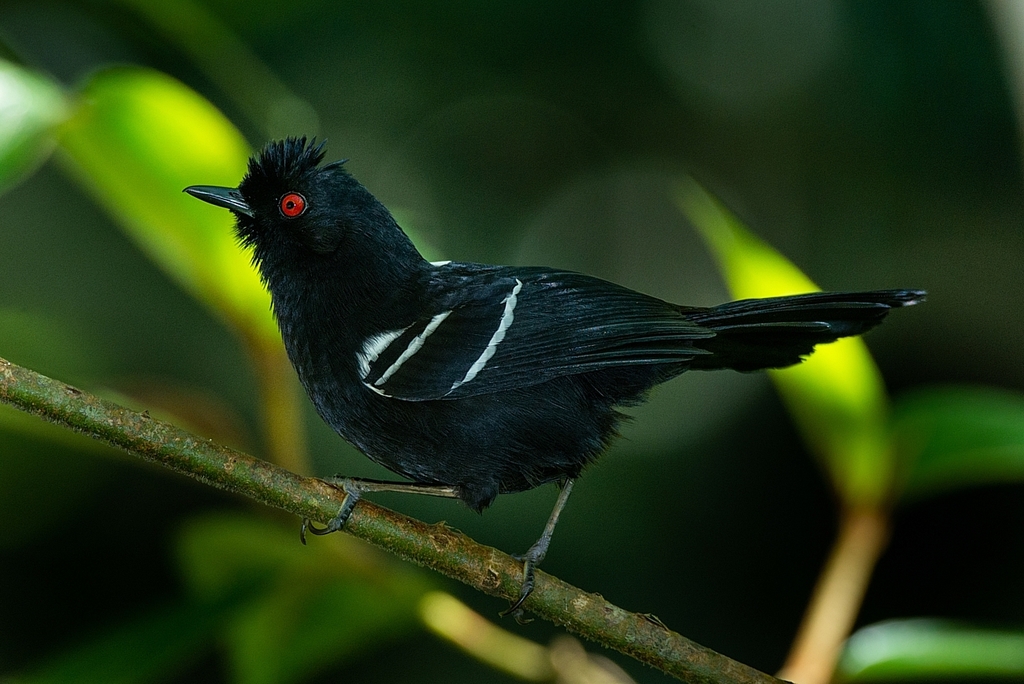 White-shouldered Fire-eye photo