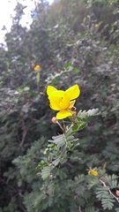 Chamaecrista greggii