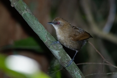 Pyriglena leucoptera