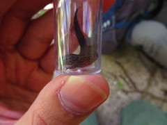 Sphaerodactylus notatus amaurus