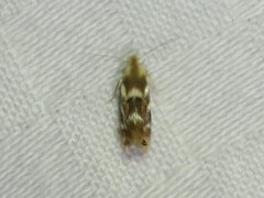 Bucculatrix canadensisella