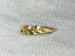 Bucculatrix canadensisella