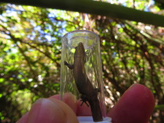 Sphaerodactylus notatus amaurus