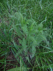 Achillea millefolium