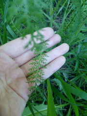 Achillea millefolium