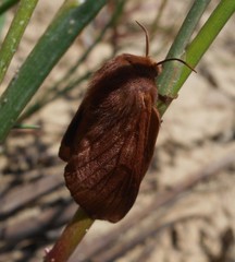 Malacosoma franconicum