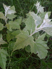 Populus alba