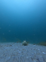 Myoxocephalus