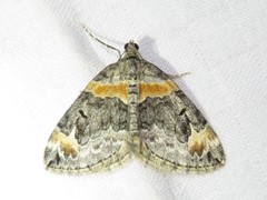 Dysstroma hersiliata