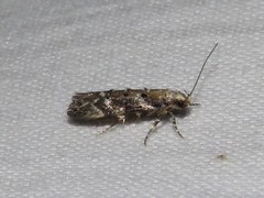 Coleotechnites martini