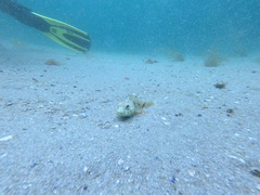 Myoxocephalus