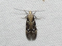 Coleotechnites martini