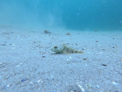 Myoxocephalus