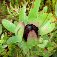 Leucadendron tinctum