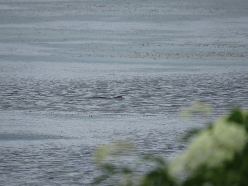 American Beaver photographed in Wisconsin