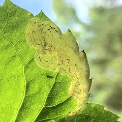 Liriomyza limopsis