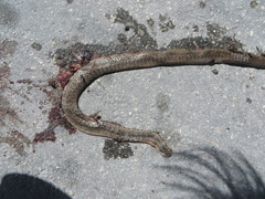 Cubophis vudii picticeps