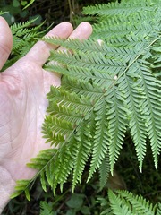 Pteris tremula