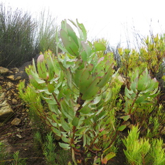 Leucadendron tinctum