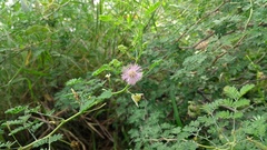 Mimosa monancistra