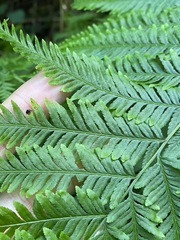 Pteris tremula