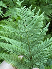 Pteris tremula
