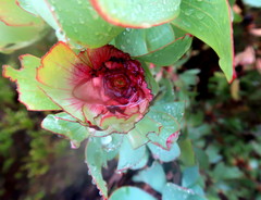 Leucadendron tinctum