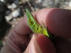 Anolis smaragdinus