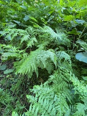 Pteris tremula