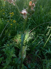 Sonchus asper