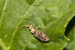 Prolixocupes lobiceps