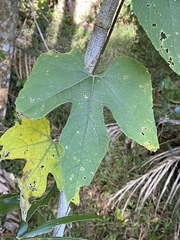 Trichosanthes subvelutina