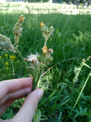 Sonchus asper