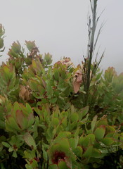Leucadendron tinctum